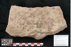 Foto (Objekt + Etikett) von Lepidodendron aculeatum St. (NHMW-GEO-2024-0188-11020)